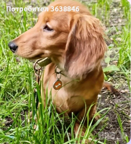 Дългокосмест миниатюрен дакел, снимка 4 - Дакели - 53708173