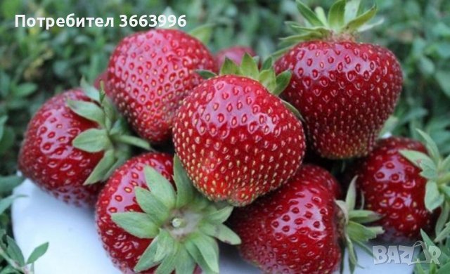 Продавам елитен разсад ягоди и малини , снимка 1 - Разсади - 39922116