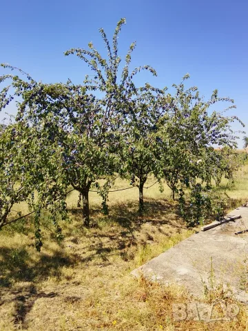 Сини Сливи Стенлей , снимка 6 - Домашни продукти - 55868832