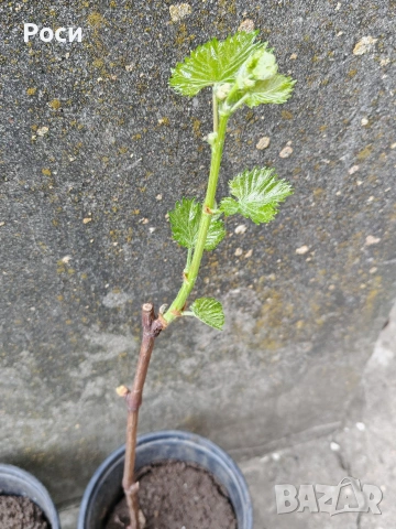 Резници на бяло десертно грозде Болгар, снимка 4 - Разсади - 53860433