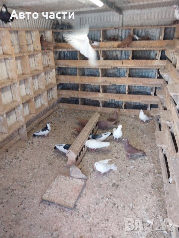 пазарджишки високолетачи.със добри полети, снимка 12 - Гълъби - 41818427