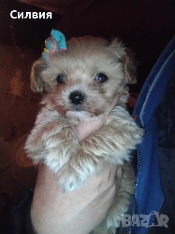 предлагам малтипу момченце 