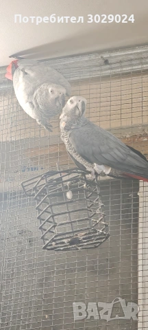чифт жако за развъждане, снимка 3 - Папагали - 53274327