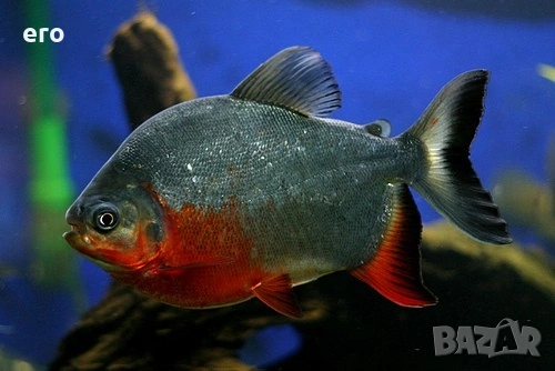 Пираня - Червено Пако