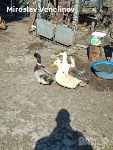 Продавам патици, снимка 6 - Патици и гъски - 53836741