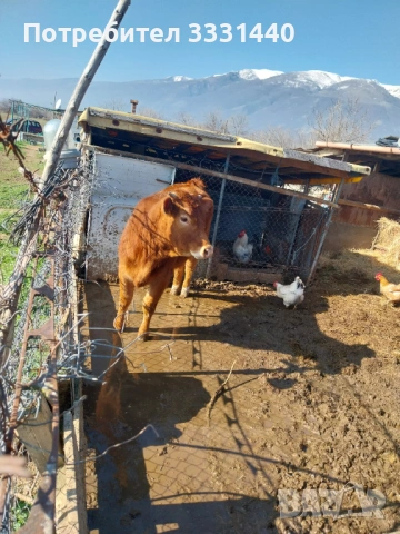 Продавам юница лимузин , снимка 3 - Крави - 53868380