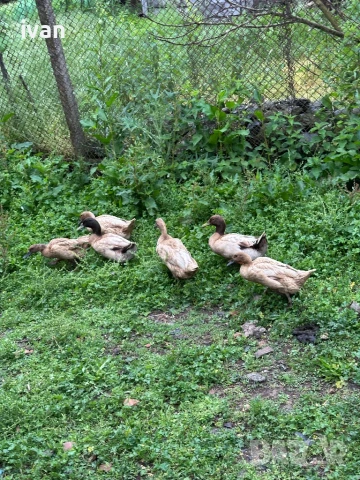 Каки кембъл , снимка 4 - Патици и гъски - 51004337