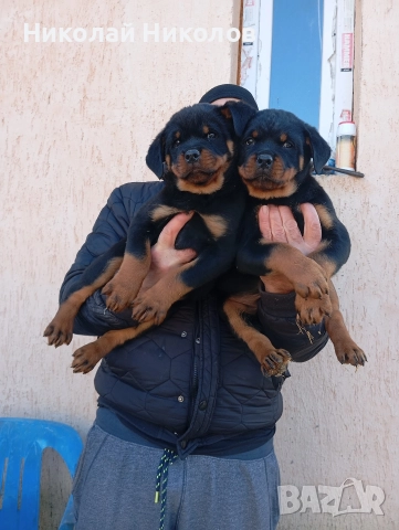 Ротвайлер , снимка 3 - Ротвайлер - 52925466