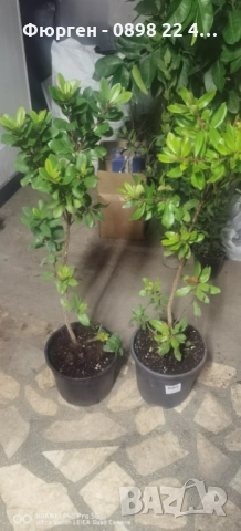 Ягодово дърво - Арбутус, снимка 13 - Разсади - 38115481