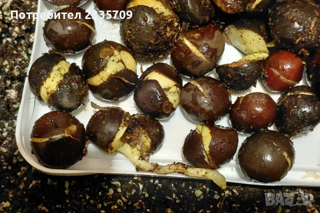 Покълнали семена на китайски чай Camellia sinensis, снимка 2 - Сортови семена и луковици - 53612418