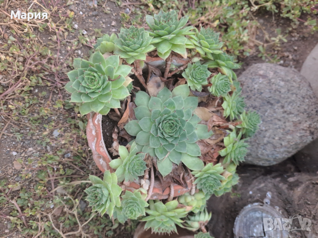 Цвете, снимка 1