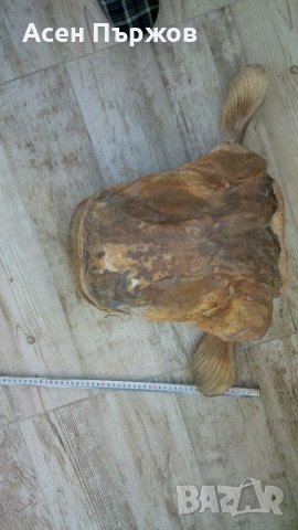 Глава от СОМ трофей, снимка 5 - Други животни - 35734796