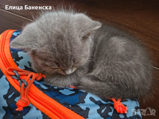 Британски котенца, снимка 6 - Други - 53570127