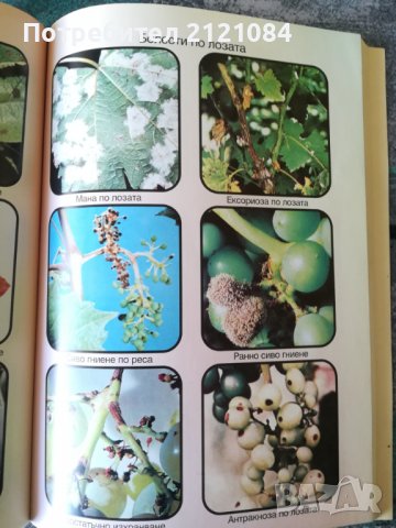 Растително - защитен календар / Васил Малинов, снимка 4 - Специализирана литература - 38725537