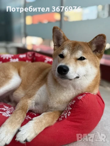 Чистокръвно Шиба Ину, снимка 1