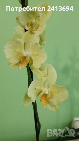 орхидея пелорик 