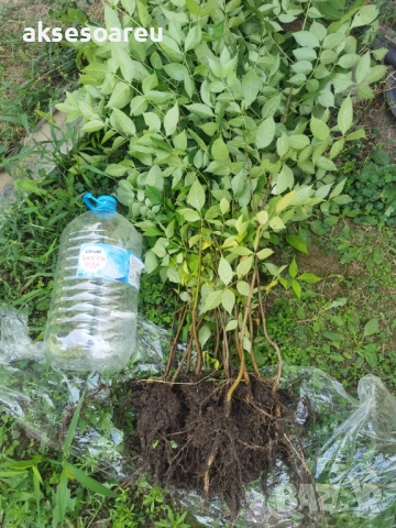 Нова здрава Еводия над метър Фиданки от медоносното дърво на пчеларя разсад високи дръвчета , снимка 6 - Разсади - 51647548