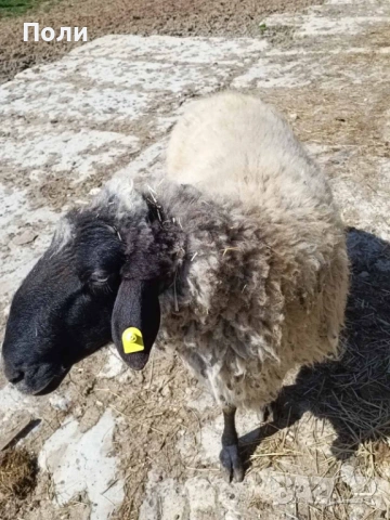 Продавам КОЧ за разплод, селекционен!, снимка 2 - Овце - 53870697