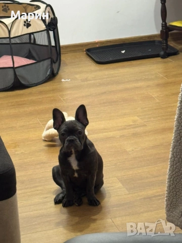 Продавам женски френски булдог син, снимка 5 - Френски булдог - 53234003
