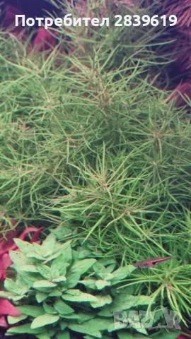 Аквариумни растения , снимка 5 - Други - 48767245