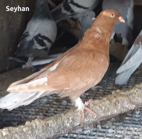 Мардини два чифта 