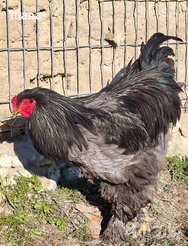 Продавам петли Брама, снимка 3 - Кокошки и пуйки - 52932858