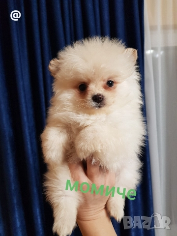 Померан померанчета снимки от днес 03.01.2026г, снимка 2 - Померан - 52967127