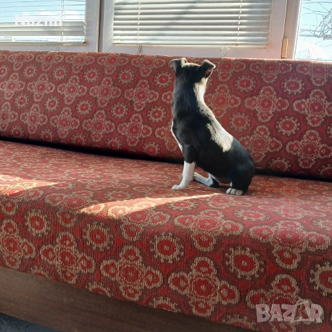 продавам женски пинчер , снимка 5 - Пинчер - 53598255