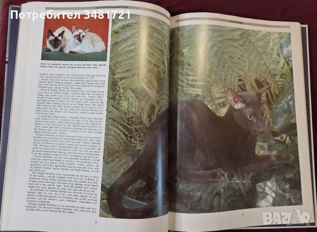 Енциклопедия на котките / The Encyclopedia of Cats, снимка 9 - Енциклопедии, справочници - 53748624