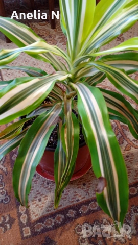 Калатея, снимка 8 - Стайни растения - 48080001