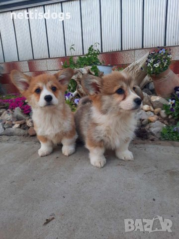 Сладки Уелски Коргита Пембрук - внос, снимка 3 - Други - 36192430