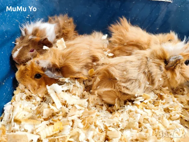 Морски свинчета , снимка 7 - Морски свинчета - 47800489