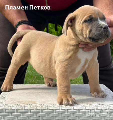 Американско були ХЛ , снимка 1