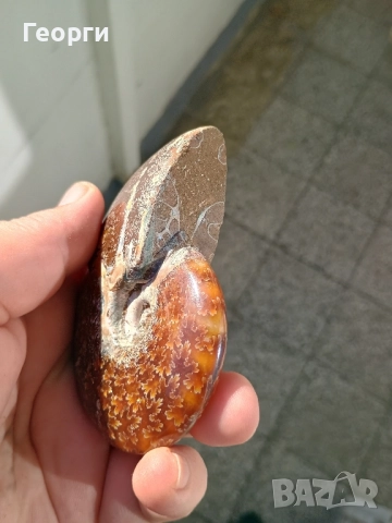 Натурален Амунит-82, снимка 8 - Антикварни и старинни предмети - 52375918