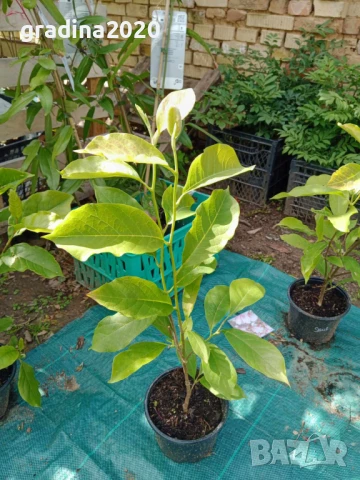 Жълта Магнолия - Златна мечта, снимка 8 - Разсади - 50794522