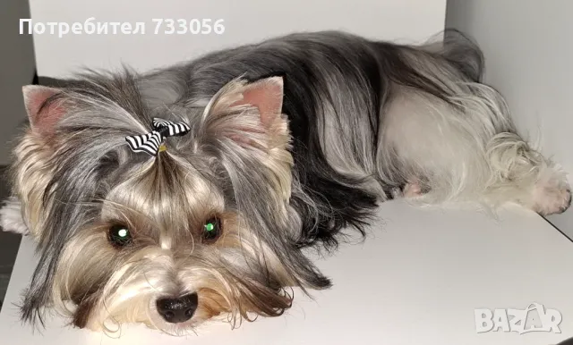 Бивер йоркшерски териер търси приятелка, снимка 3 - Йоркширски териер - 49518953