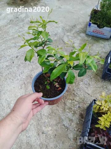 Жасмин вечно зелен Налични 4 вида, снимка 13 - Разсади - 49939528