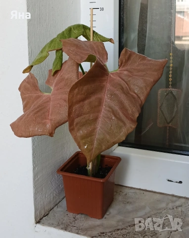 Розов сингониум /неон/