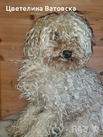 Продавам 3 мини пуделчета – момичета, 8 месеца , снимка 3 - Пудели - 52634858