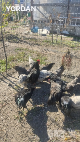 Австролоп , снимка 7 - Кокошки и пуйки - 51666509