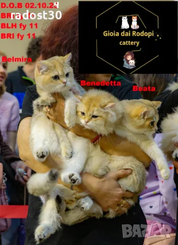 Британски златни чинчили, снимка 1