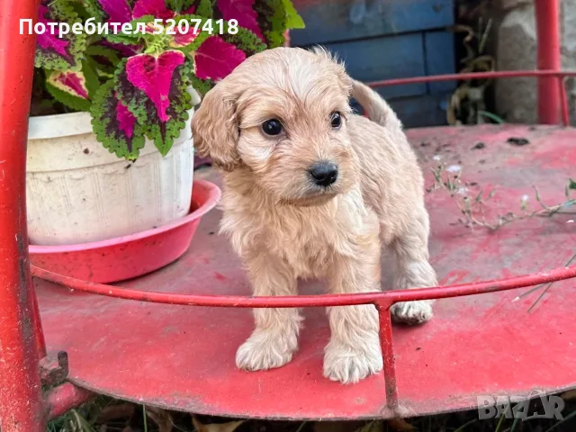 Кокер шпаньол момче , снимка 2 - Кокер шпаньол - 56165182