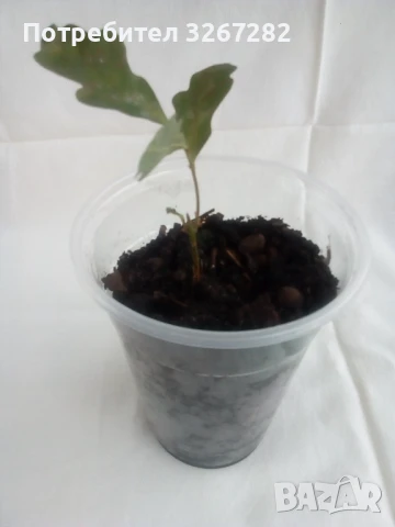 Дъб,Летен,Querca Robur,Разсад, снимка 15 - Разсади - 50499285