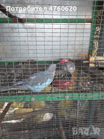 Папагали, снимка 8 - Папагали - 53785170