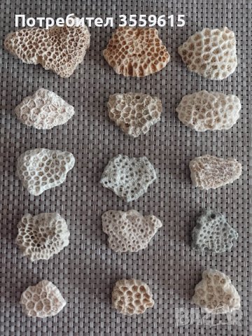 океански корали