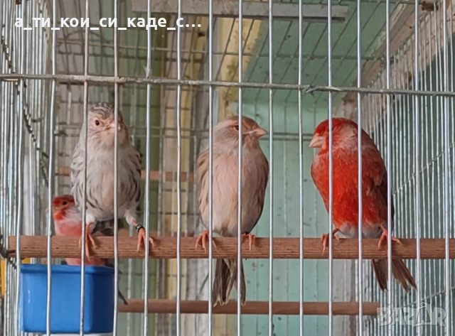 Червена Ахат мозайка млади , снимка 8 - Други игри - 52566138