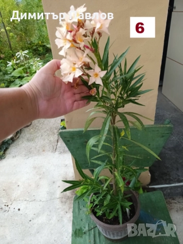 Зокуми,Олеандри,Лян, снимка 12 - Градински цветя и растения - 51546447