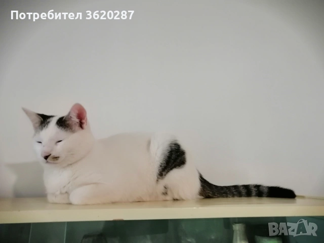 Търсят дом , снимка 4 - Други - 50969373