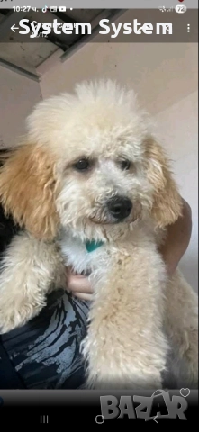 Пудел той пудел , снимка 1