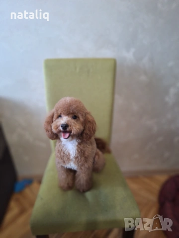 Той пудел  търси партньор , снимка 2 - Пудели - 53430883